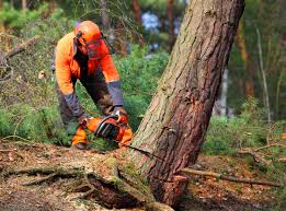 Best Tree Removal Services  in Greenvle, IL